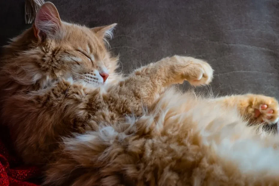 Feline Fascination Unveiled: Why Do Cats Lift Their Bums?
