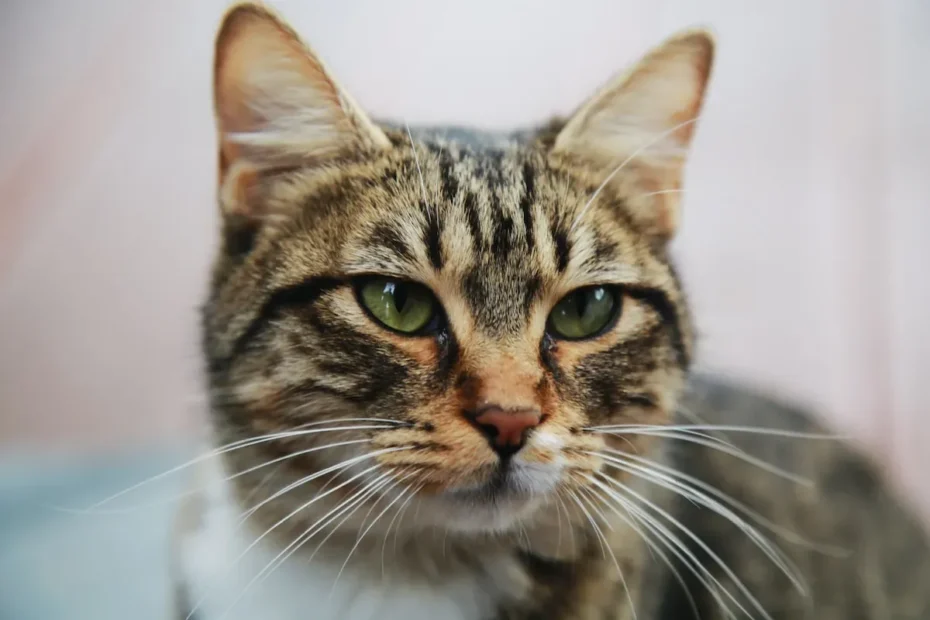 Feline Fascination: Why Cats Can't Resist Christmas Trees