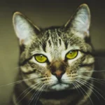Feline Fellowship: The Mystery Behind Cats Sitting Near You