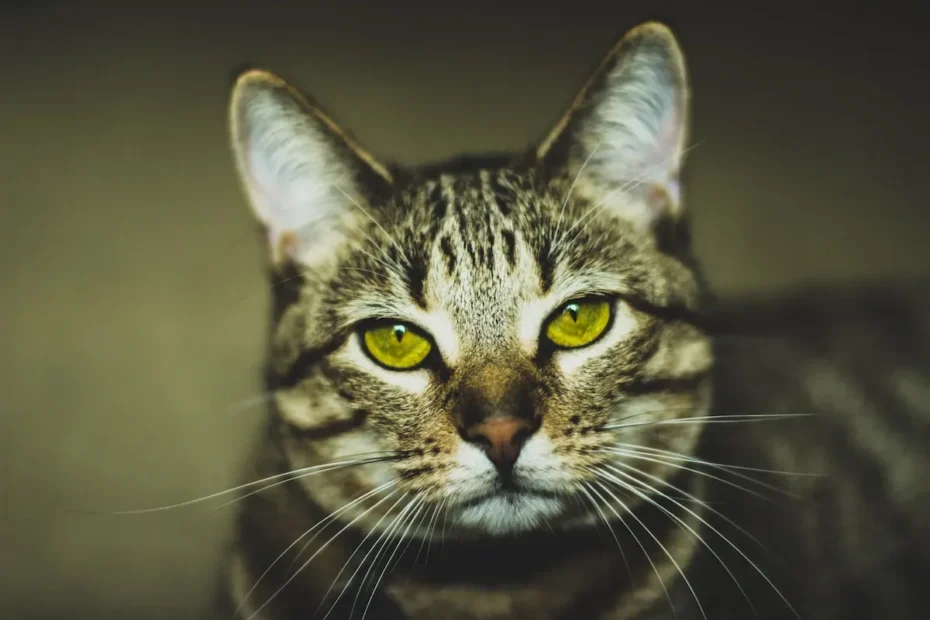 Feline Fellowship: The Mystery Behind Cats Sitting Near You