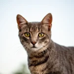 Feline Feng Shui: Unraveling Cats' Preference for Clean or Messy Rooms