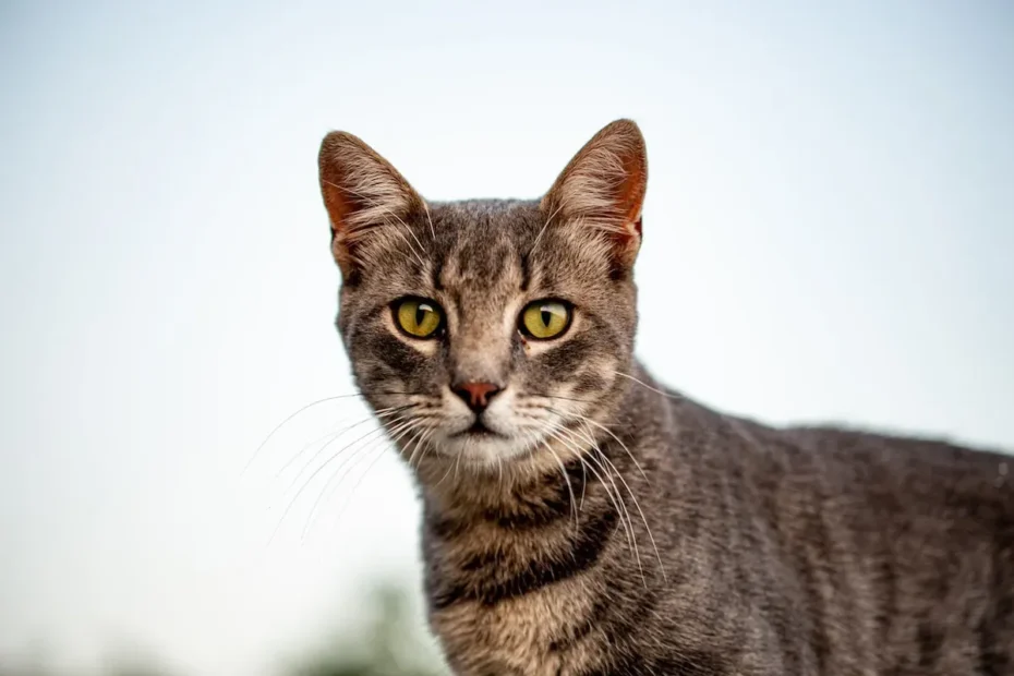 Feline Feng Shui: Unraveling Cats' Preference for Clean or Messy Rooms