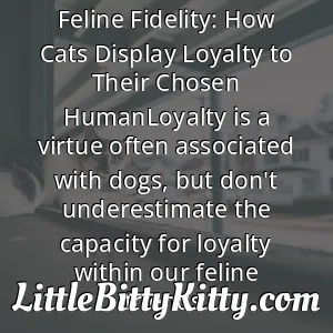 Feline Fidelity: How Cats Display Loyalty to Their Chosen HumanLoyalty is a virtue often associated with dogs, but don't underestimate the capacity for loyalty within our feline friends.