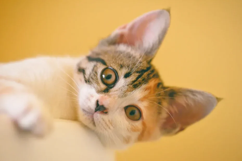 Feline Fish Frenzy: Decoding Cats' Unending Love for Seafood