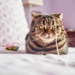 Feline Food Foresight: Unveiling the Cat's Mysterious Vision