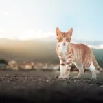 Feline Footloose: Why Do Cats Grab Your Hand and Kick?