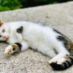 Feline Frenzy: Demystifying the Allure of Cat Stroking