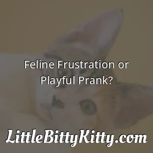 Feline Frustration or Playful Prank?