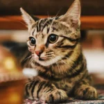 Feline Fuel: Decoding the Veggie Connection in Cat Food