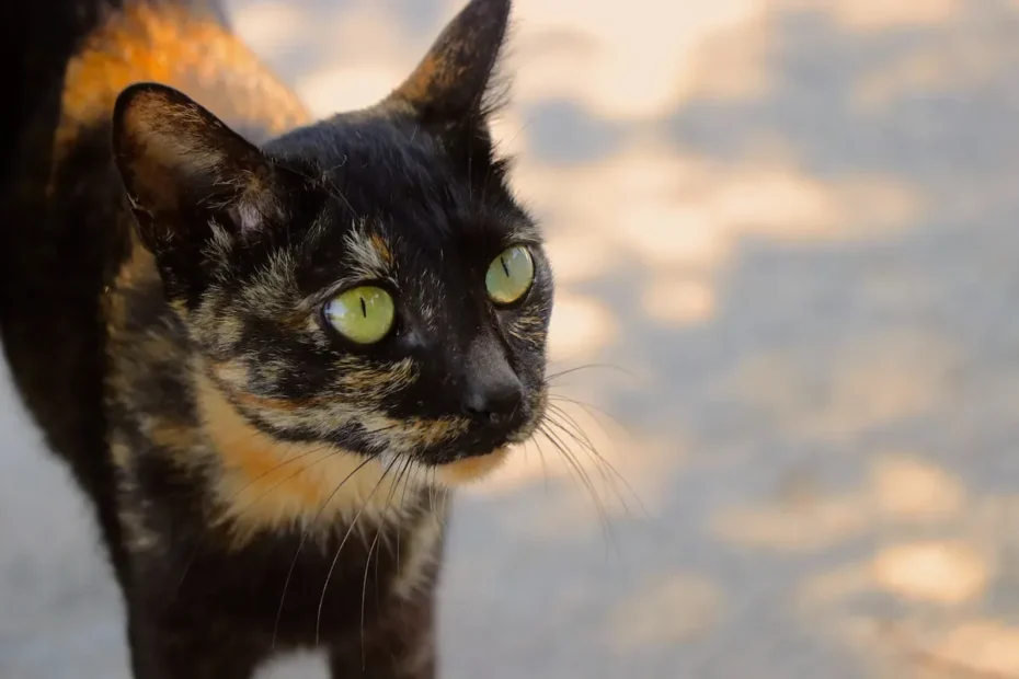 Feline Fuel Facts: How Long Does a 3lb Bag of Cat Food Last?