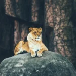 Feline Fury Unleashed: Do Cats Really Ruin Furniture?