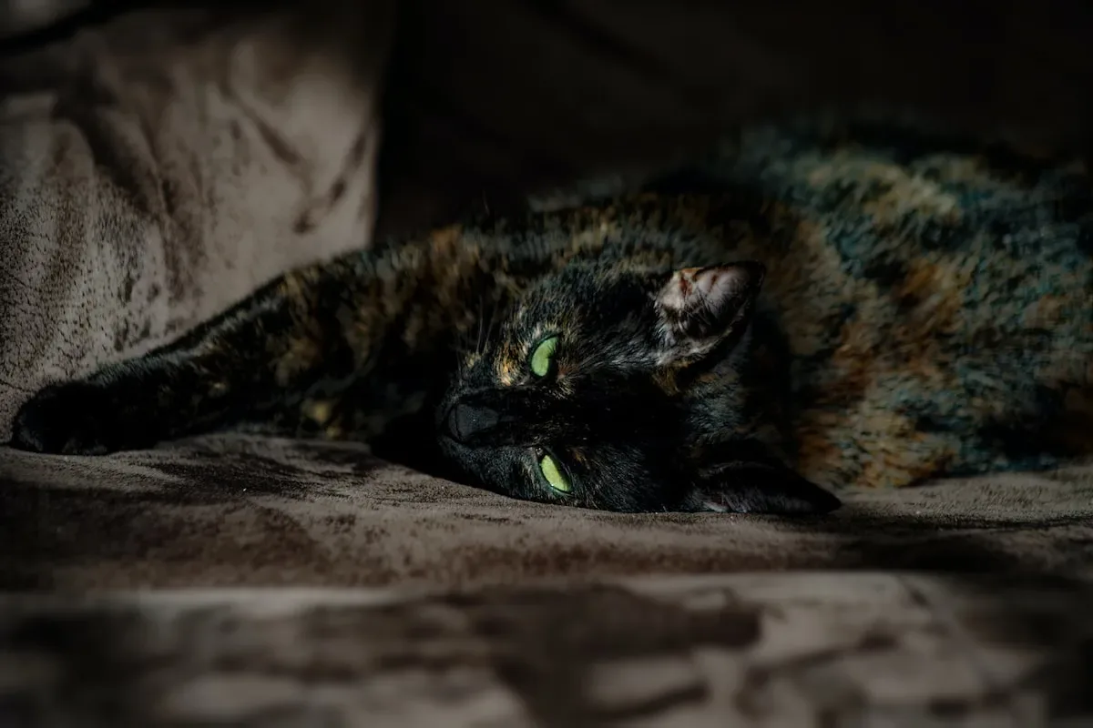 Feline Happiness Unleashed: The Role Of Scratching In Cat Joy