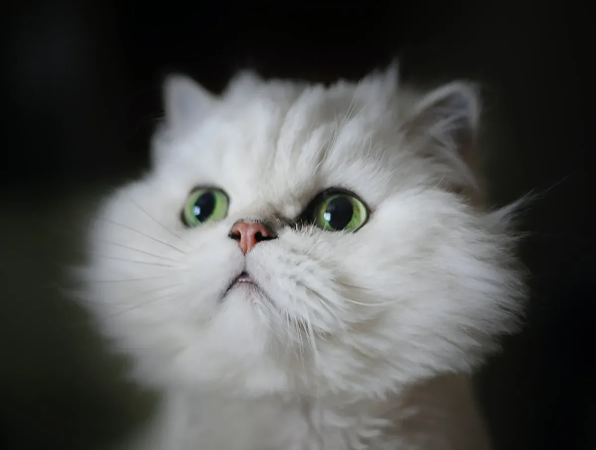 Feline Health Risks Associated With Inadequate Meat Consumption