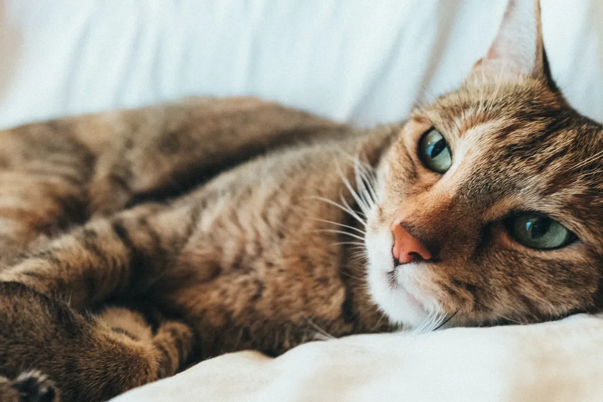 Feline Love Bites: Exploring The Affectionate Side Of Cat Behavior