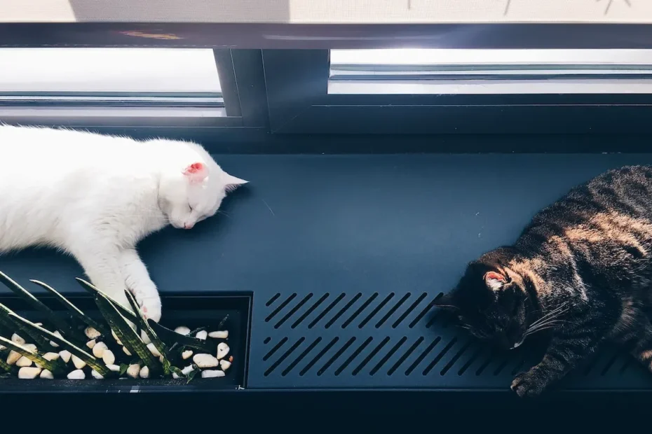 Feline Love Explained: Why Are Male Cats More Affectionate?