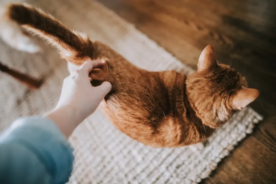 Feline Love Unleashed: Why Is My Cat Suddenly So Affectionate?