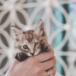 Feline Mystique: The Whys and Wonders of Cat Belly Kneading