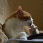 Feline Nose-to-Nose: Decoding Cats' Affectionate Gesture