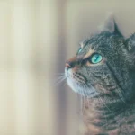 Feline Sniffology Unraveled: Why Do Cats Smell You?