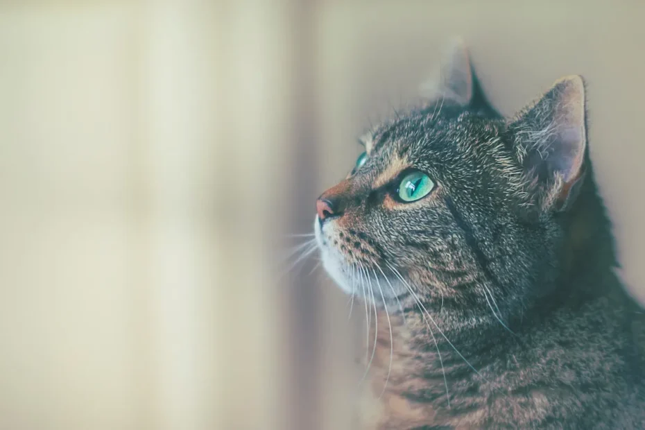 Feline Sniffology Unraveled: Why Do Cats Smell You?