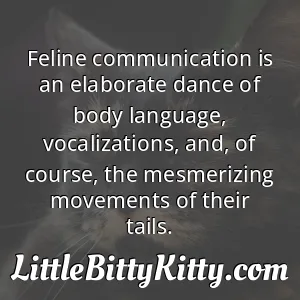 Feline communication is an elaborate dance of body language, vocalizations, and, of course, the mesmerizing movements of their tails.