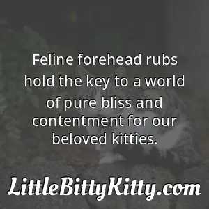 Feline forehead rubs hold the key to a world of pure bliss and contentment for our beloved kitties.