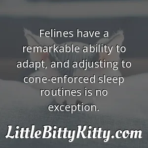 Felines have a remarkable ability to adapt, and adjusting to cone-enforced sleep routines is no exception.