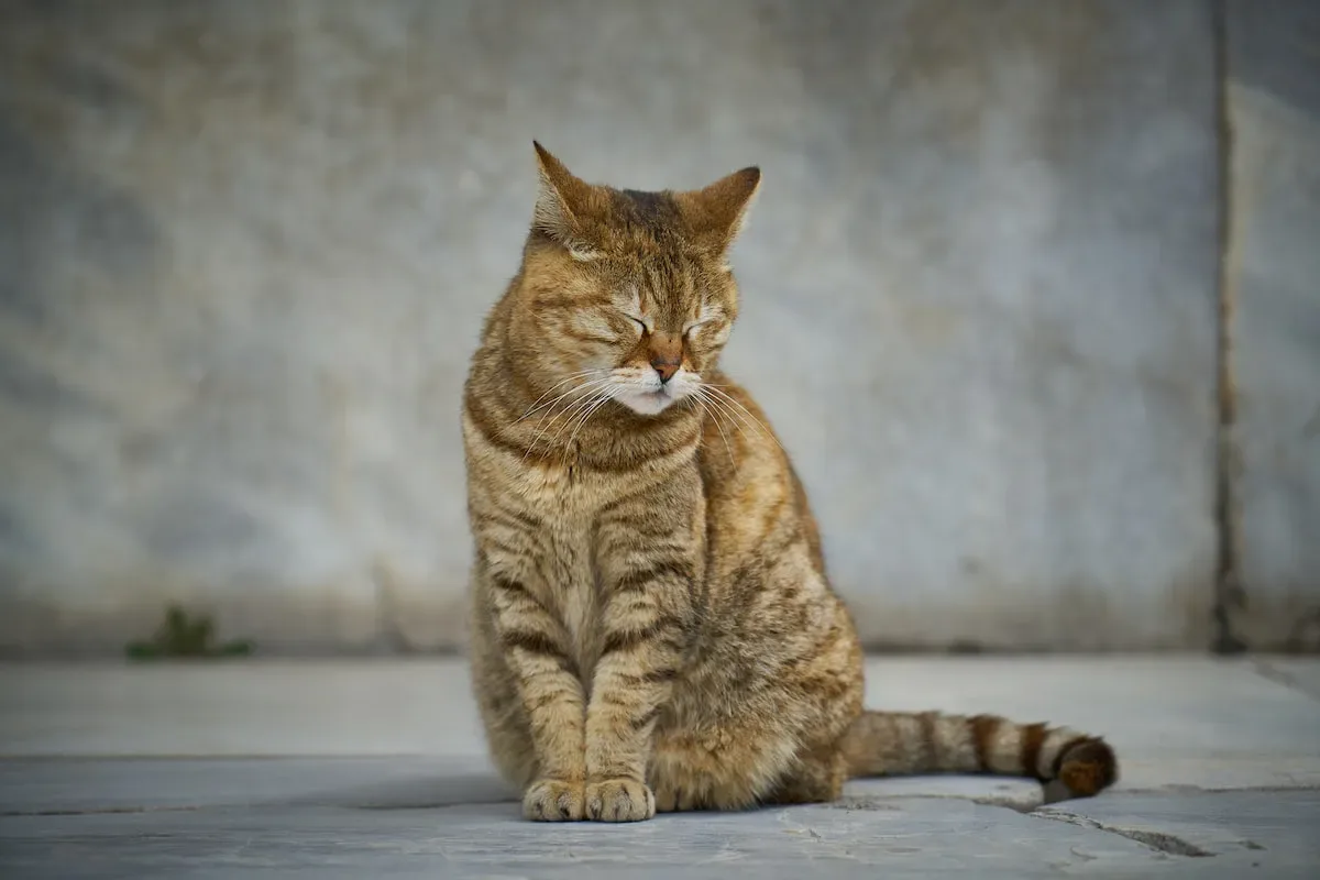Flea Feast Or Flea-Free? Understanding Cats' Eating Habits
