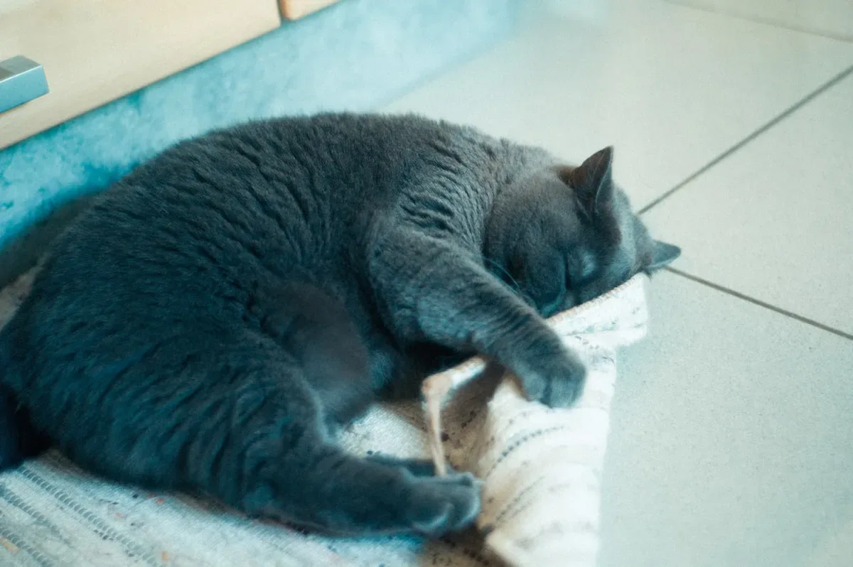 Flexibility And Balance: Uncovering The Physical Benefits Of Cats' Front Paw Tucking