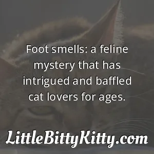 Foot smells: a feline mystery that has intrigued and baffled cat lovers for ages.