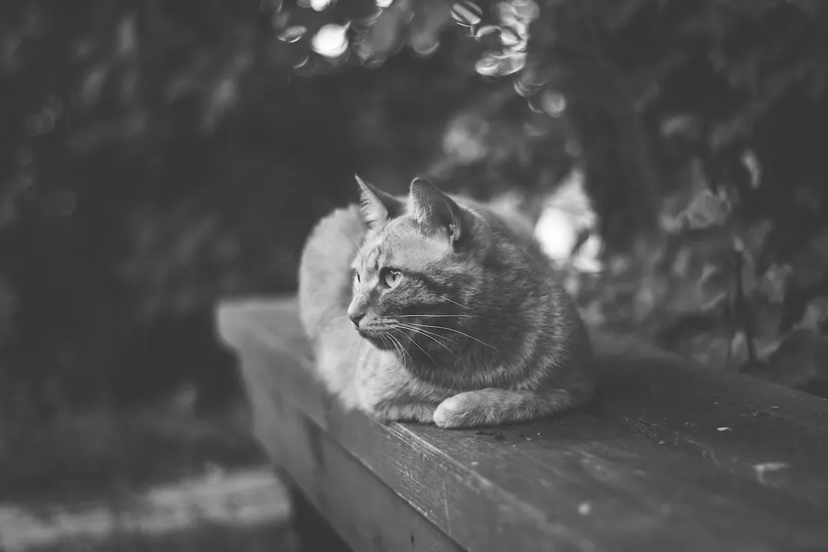 From Fiery Tabbies To Chubby Kitties: Exploring The Link