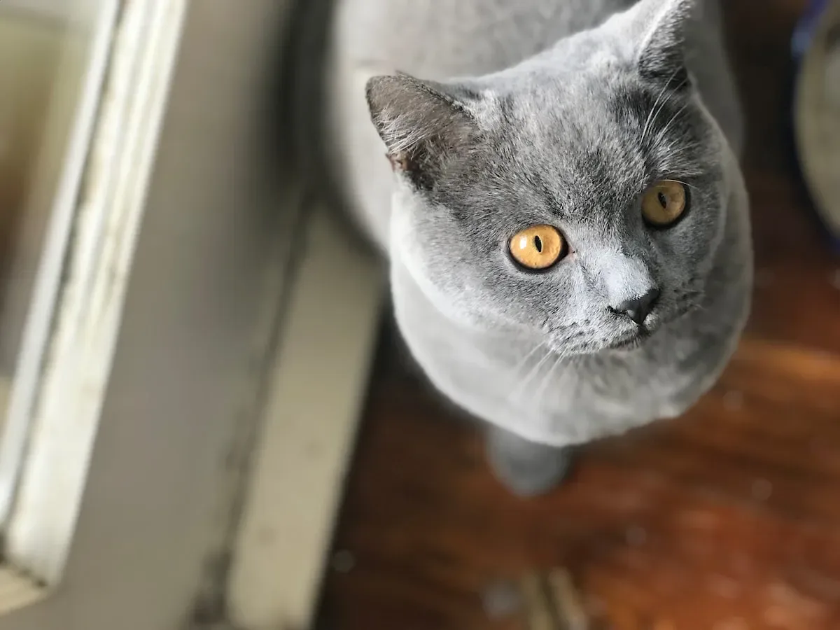 From Kittenhood To Cat-Hood: Catering To Your 4-Month-Old'S Dietary Needs