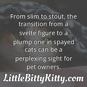 From slim to stout, the transition from a svelte figure to a plump one in spayed cats can be a perplexing sight for pet owners.