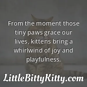 From the moment those tiny paws grace our lives, kittens bring a whirlwind of joy and playfulness.