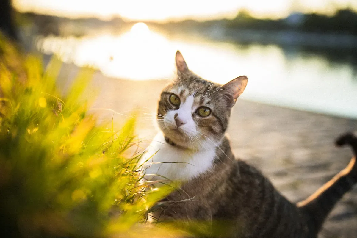 Fur Real: The Pros And Cons Of Bathing Your Mouse-Hunting Companion