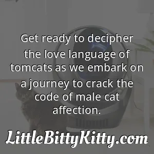 Get ready to decipher the love language of tomcats as we embark on a journey to crack the code of male cat affection.