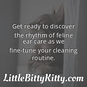 Get ready to discover the rhythm of feline ear care as we fine-tune your cleaning routine.