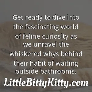 Get ready to dive into the fascinating world of feline curiosity as we unravel the whiskered whys behind their habit of waiting outside bathrooms.