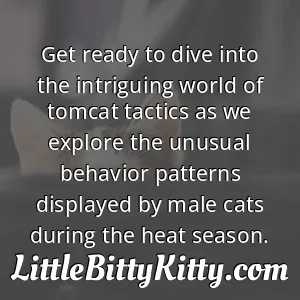 Get ready to dive into the intriguing world of tomcat tactics as we explore the unusual behavior patterns displayed by male cats during the heat season.