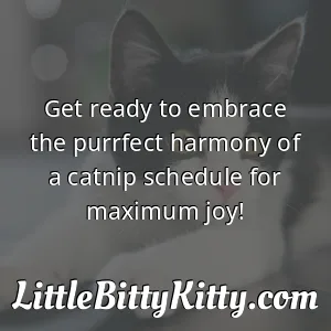 Get ready to embrace the purrfect harmony of a catnip schedule for maximum joy!
