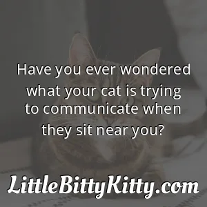 Have you ever wondered what your cat is trying to communicate when they sit near you?
