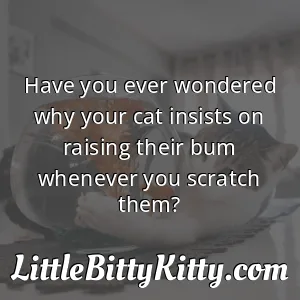 Have you ever wondered why your cat insists on raising their bum whenever you scratch them?