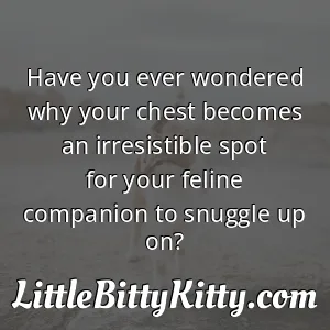Have you ever wondered why your chest becomes an irresistible spot for your feline companion to snuggle up on?