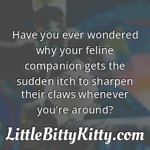 Have you ever wondered why your feline companion gets the sudden itch to sharpen their claws whenever you're around?