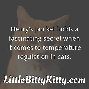 Henry's pocket holds a fascinating secret when it comes to temperature regulation in cats.