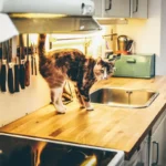 Hot or Cold? What Temperature do Cats Prefer for their Food?