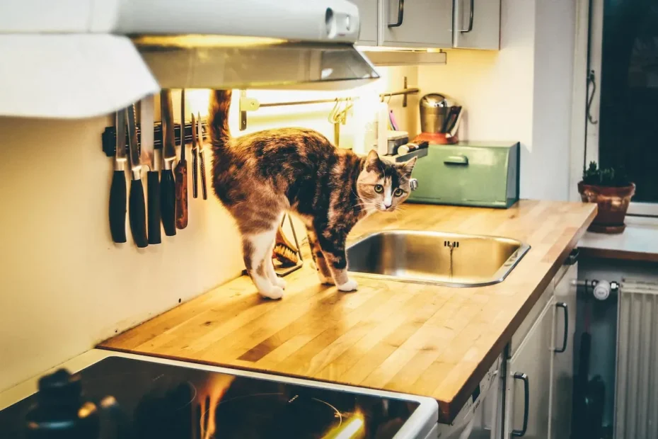 Hot or Cold? What Temperature do Cats Prefer for their Food?