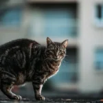 How Long Can Feral Cats Survive Without Food? Find Out Here!