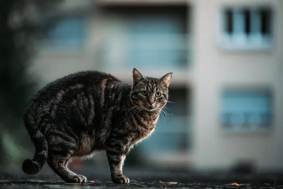How Long Can Feral Cats Survive Without Food? Find Out Here!