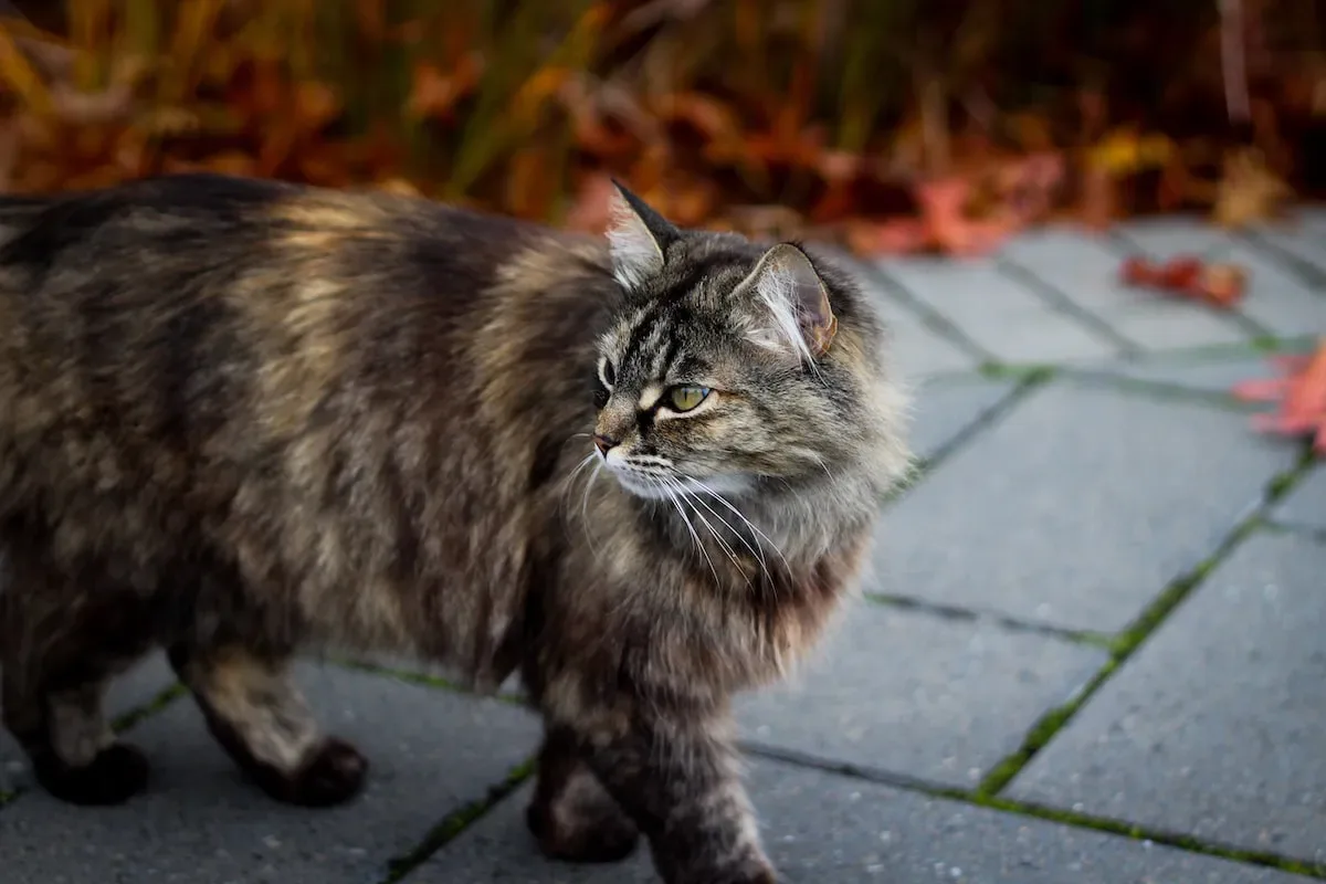 How Long Do Cat Allergies Last? Unveiling The Duration Of Feline Allergic Reactions